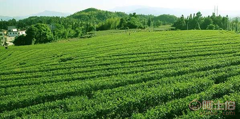 樂(lè)昌白毛茶 韶關(guān)茶源茶葉專業(yè)合作社的手工綠茶與紅茶